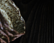 Load image into Gallery viewer, "The Wood Pile" Handmade Kurinuki Faceted Stoneware Tea Bowl